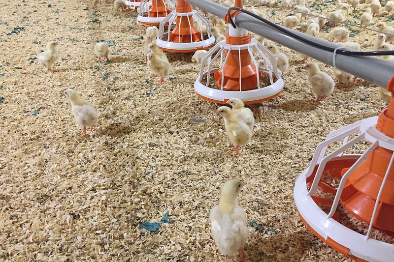 Кормушка Fluxx с цыплятами