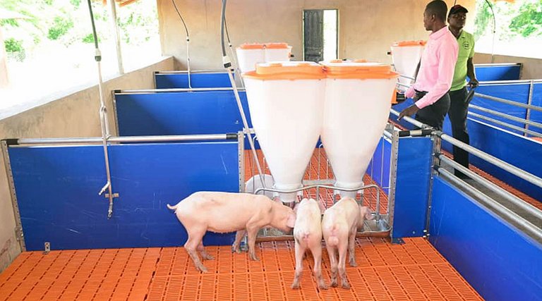 Engraissement de porcs | Case avec porcelets et deux nourrisseurs automatiques