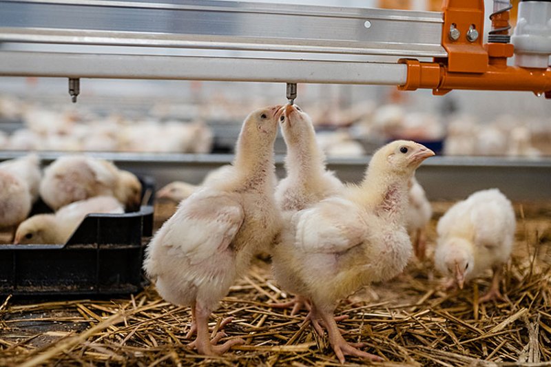 Два птенца у поилки