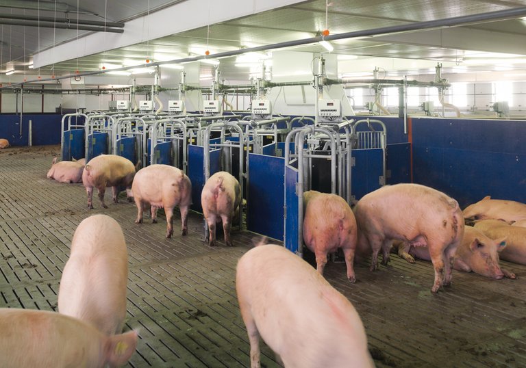 CallMatic 2: компьютерная система кормления по вызову для свиноматок при групповом содержании 