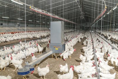 Interno di un capannone avicolo con sistema di alimentazione e animali