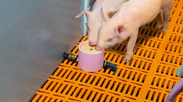Two piglets drinking from a Culina cup