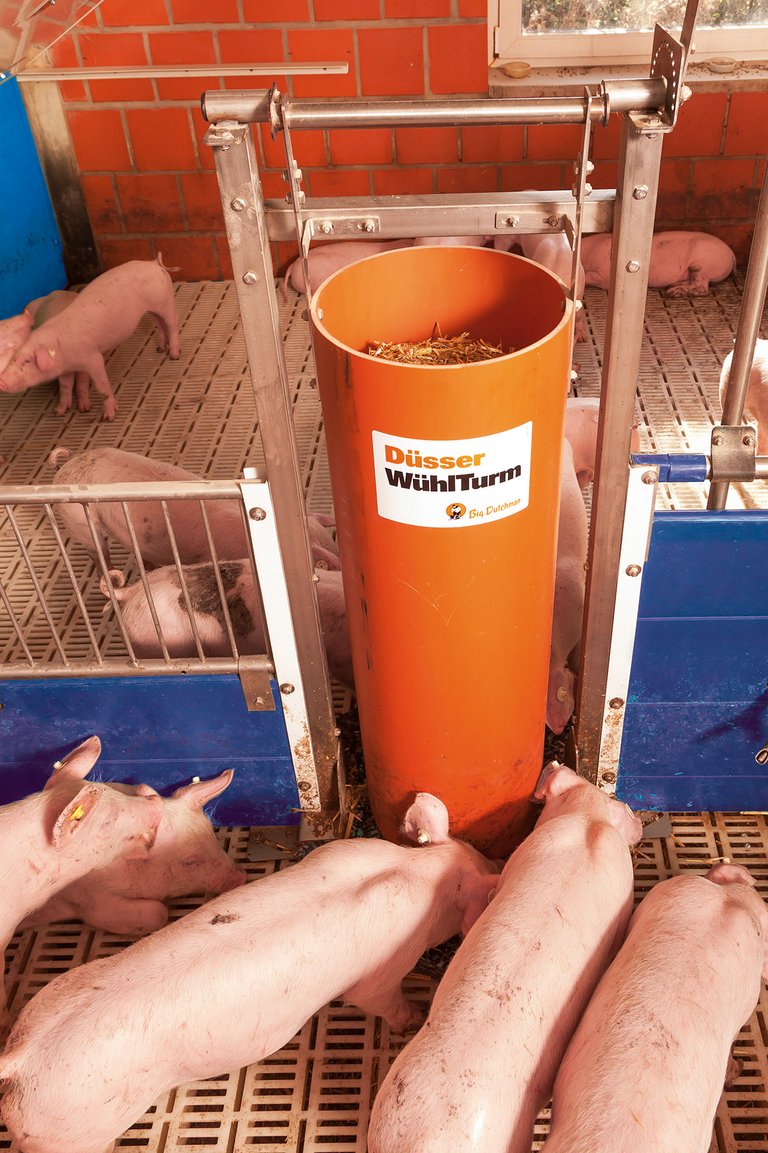 Enrichment toys for piglet rearing 