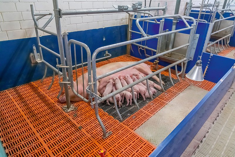 Sow in the open farrowing frame with piglets