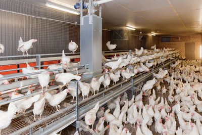 Legehennenhaltung mit NATURA Floor