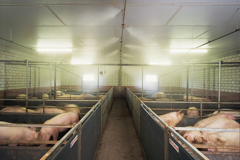 Manejo de cerdos: Sistema de nebulización de alta presión CombiCool 