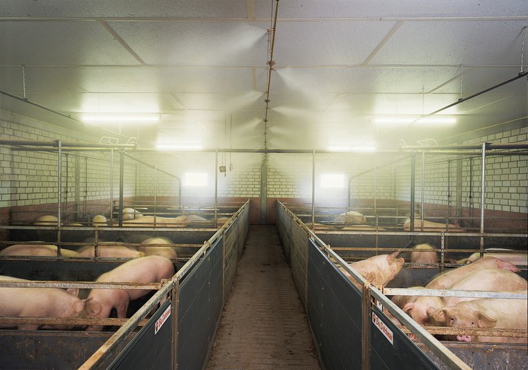 CombiCool в свиневъдството – охладителна система под висока налягане с образуване на мъгла