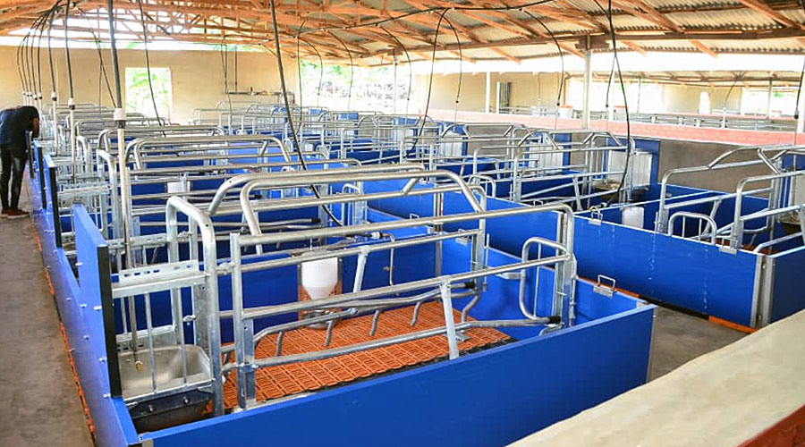 Sow management | View into a barn with two rows of farrowing frames