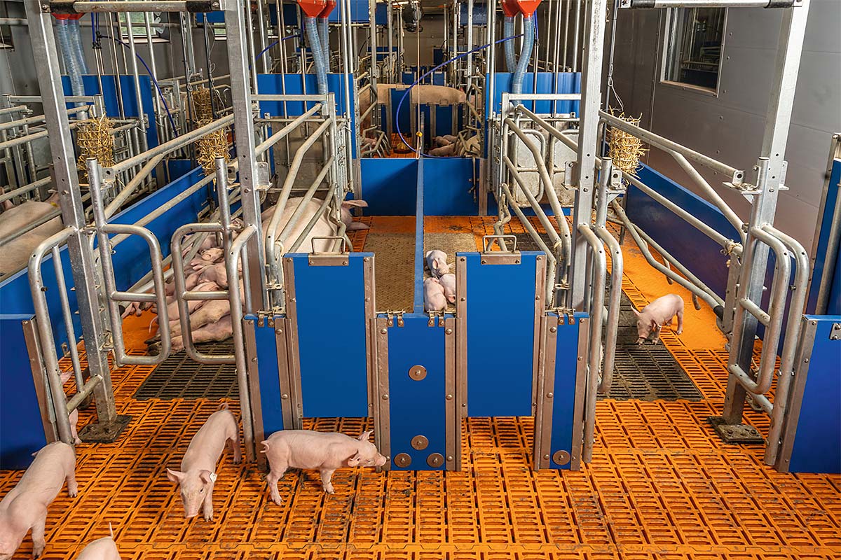 AGILO FB: innovative welfare housing technology for sows and piglets ...