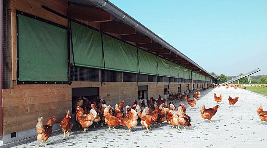 Les poules dehors devant le bâtiment