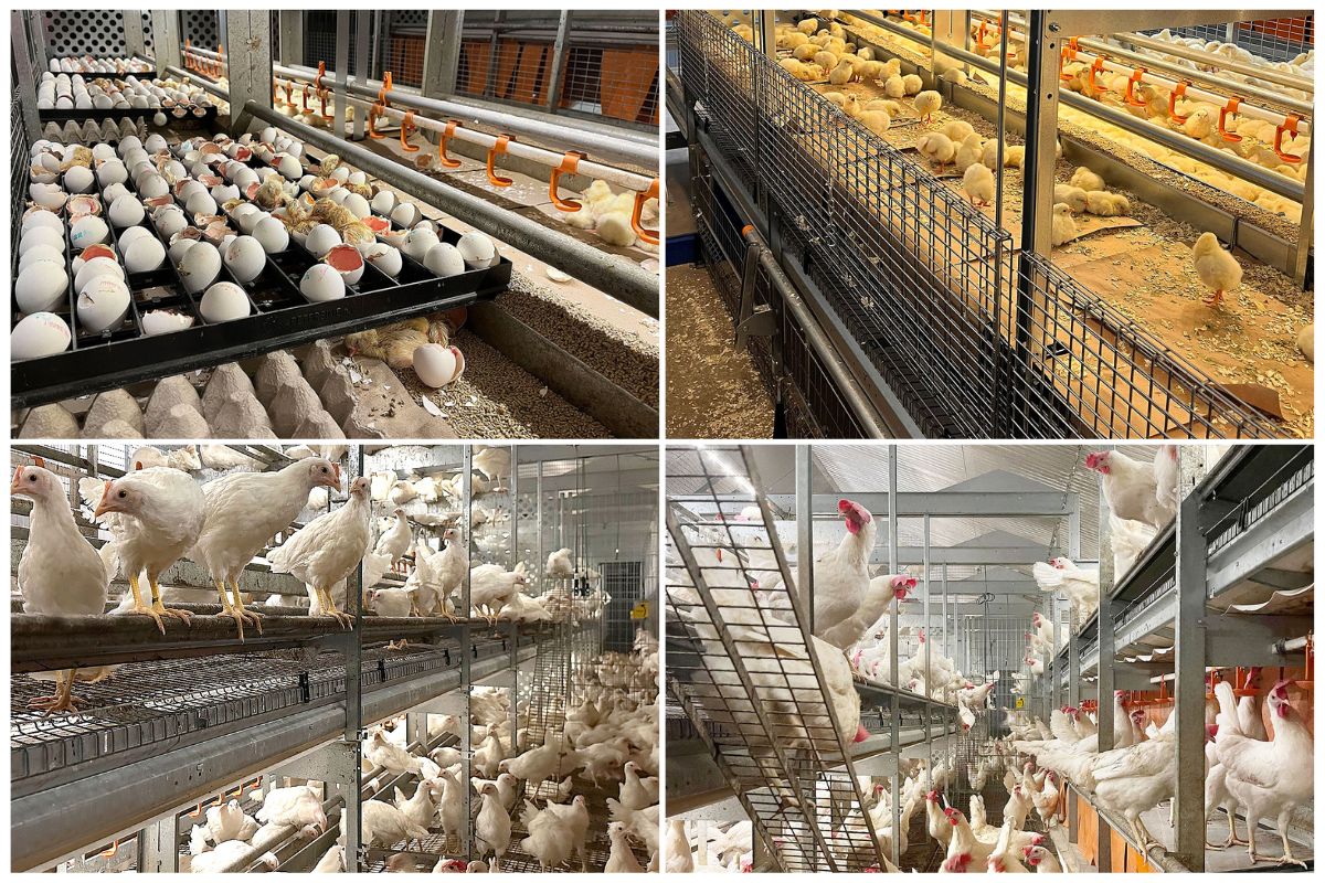 Bird welfare re-imagined: one single aviary system for the entire