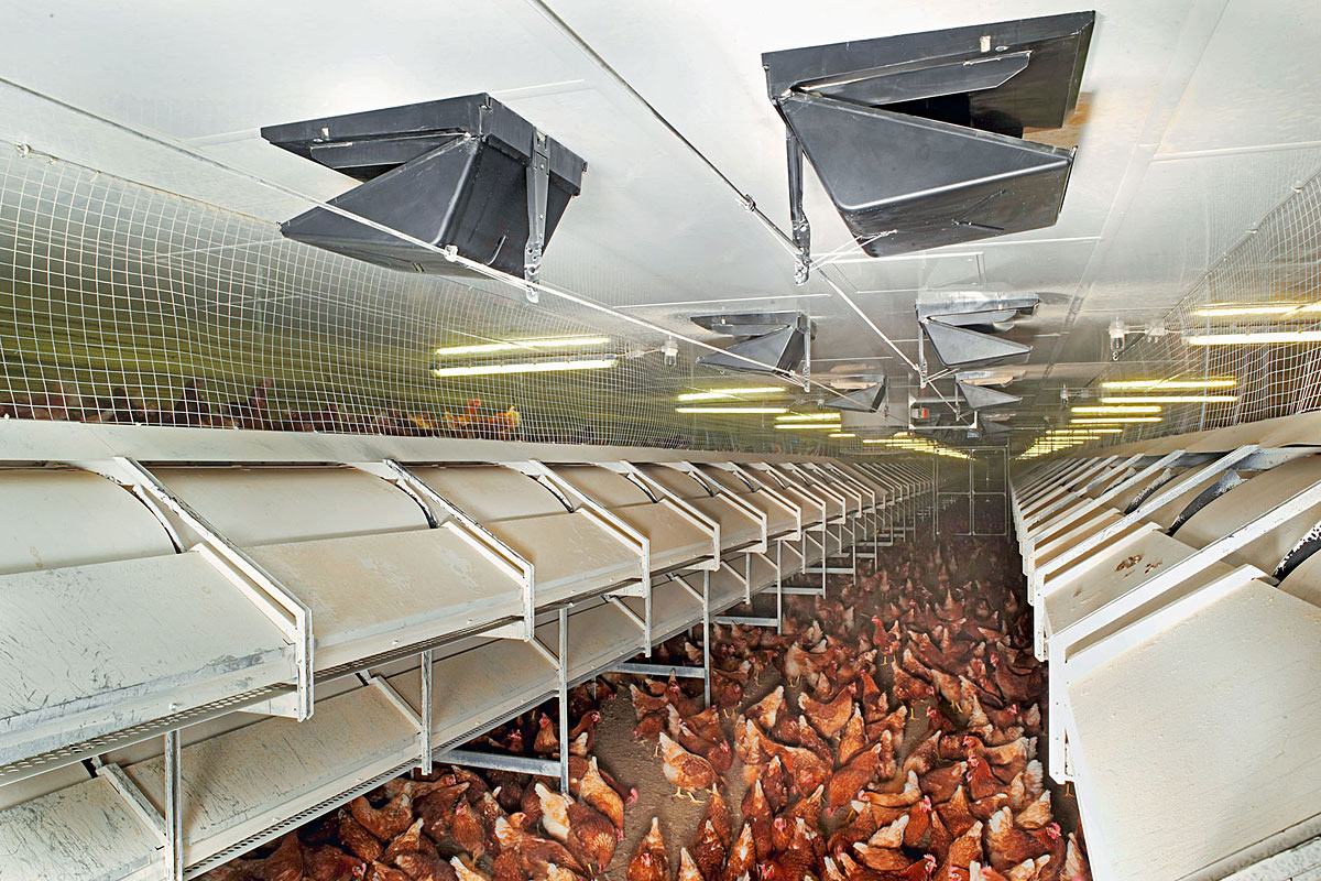 Picture of Requirements for ventilation systems in aviary houses - Big Dutchman