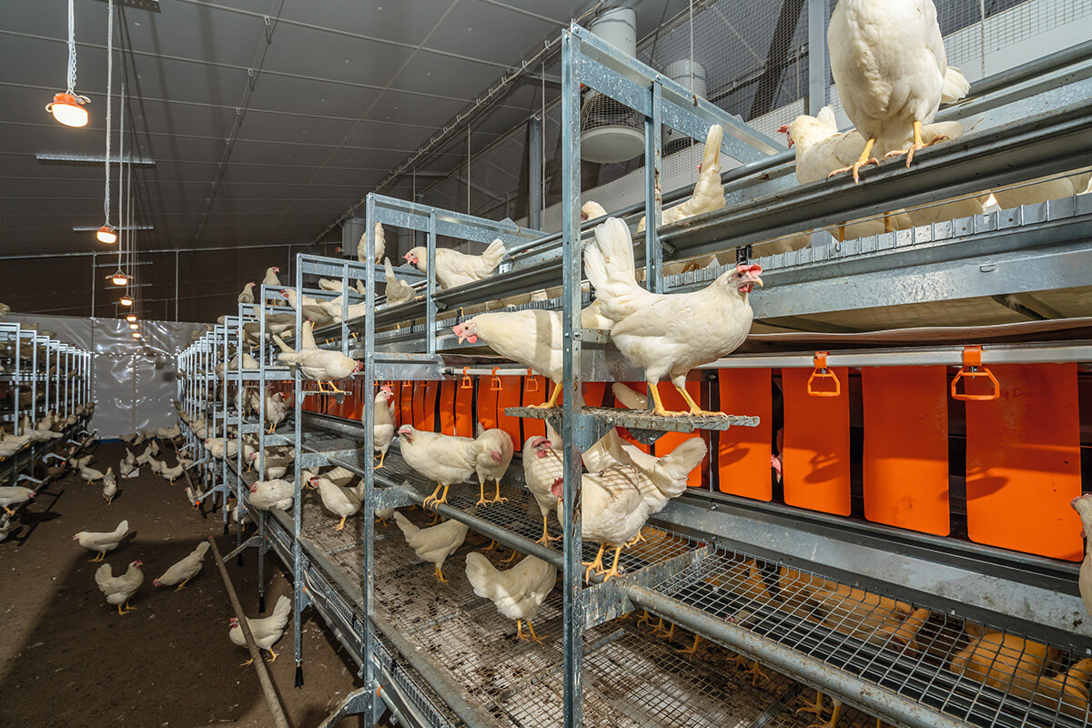 Aviary systems – tried and tested for barn egg production free range ... - Large Capacity Aviary Systems
